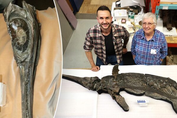 After decades of investigation, scientists unravel the enigma of 'sword dragon' skeleton discovered on the shoreline.