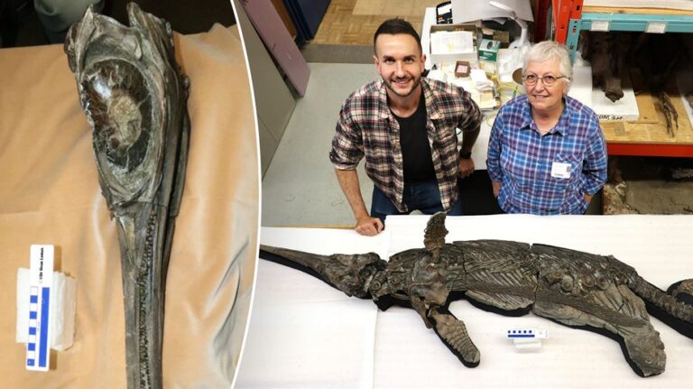 After decades of investigation, scientists unravel the enigma of ‘sword dragon’ skeleton discovered on the shoreline.