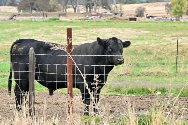 공화당 의원들, 트럼프 정부의 아르헨티나산 소고기 수입 구상에 이의 제기