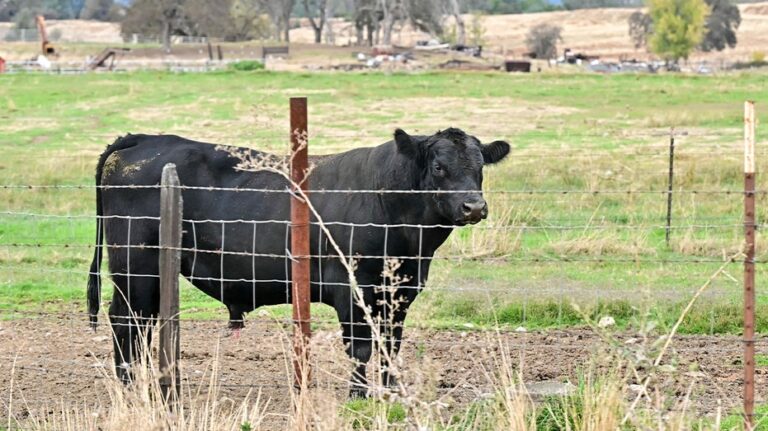 공화당 의원들, 트럼프 정부의 아르헨티나산 소고기 수입 구상에 이의 제기
