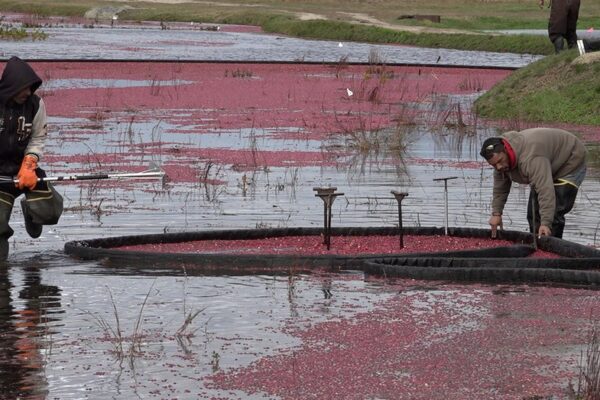 Increasing production expenses are causing cranberry growers to abandon their bogs.