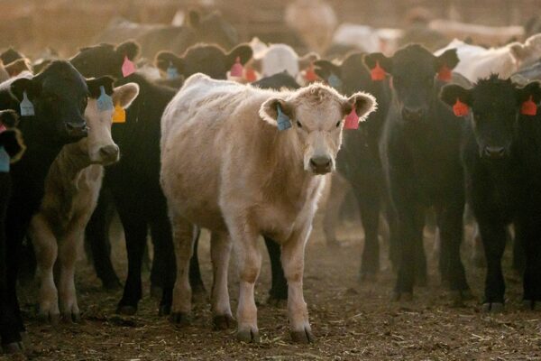 오마하 스테이크 CEO, 미국 가정 곧 소고기 '1파운드당 10달러 시대' 맞이할 수 있다고 전망