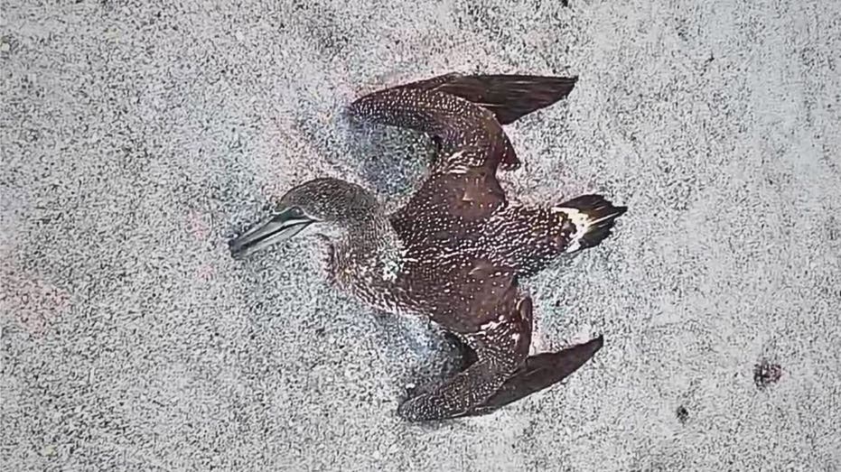 Dead birds on Florida beaches have experts worried about avian flu