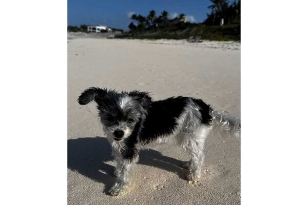 Tom Brady Celebrates Holidays With Son Jack After Ex Gisele's Secret Wedding