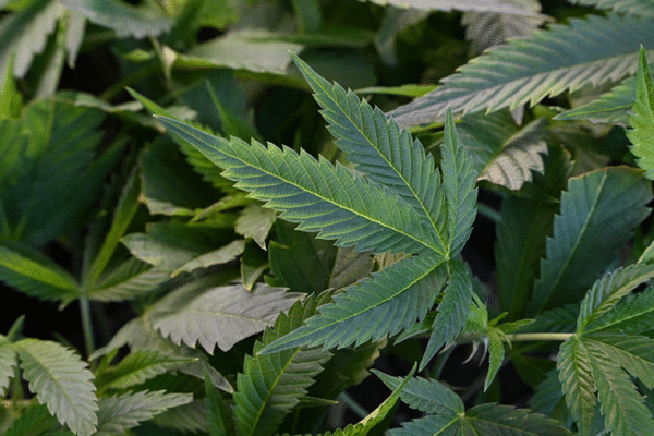 Trump again says he is considering reclassifying marijuana as less dangerous drug