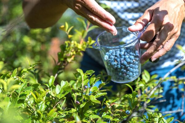 Ancient berry may improve blood vessel function — most people overlook it in the freezer aisle