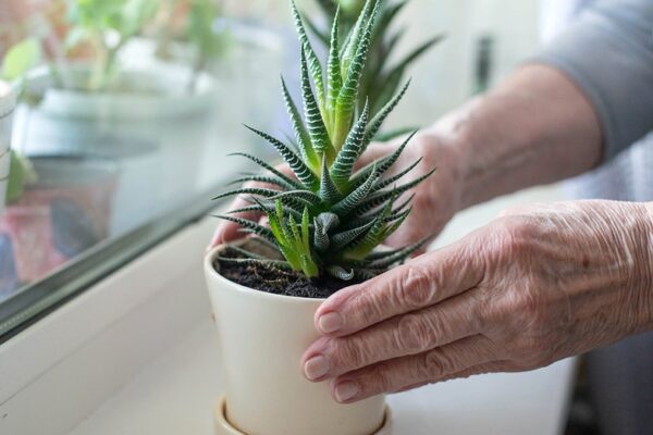Common household plant could hold key to fighting Alzheimer's disease