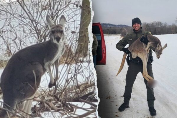 Escaped kangaroo blocks Virginia highway after being chased by hunting dogs, officials say