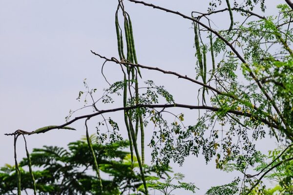 Multistate outbreak of highly drug-resistant salmonella linked to trendy 'superfood,' feds warn