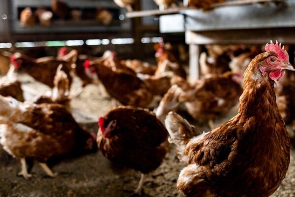 Egg prices plunge as avian flu impact eases, but risks remain