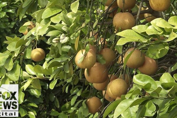 Florida drought deepens strain on citrus industry as growers battle costs, disease