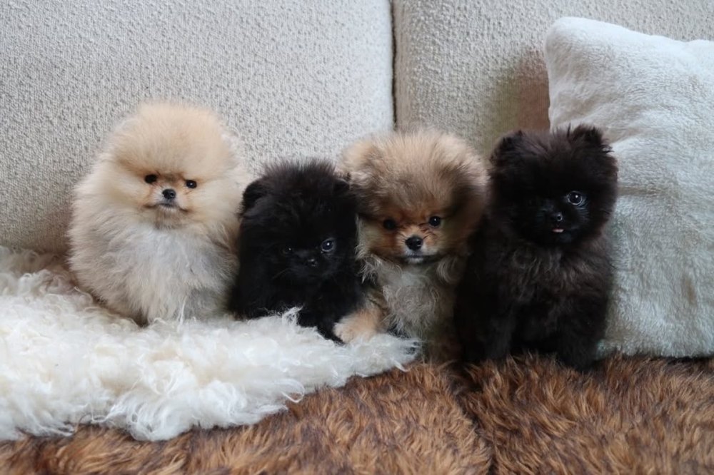 Kim Kardashian Defies PETA Backlash With Photos of Her 4 New Puppies