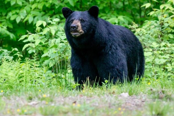 Hidden danger at popular US national park forces trail closures as bear sightings climb